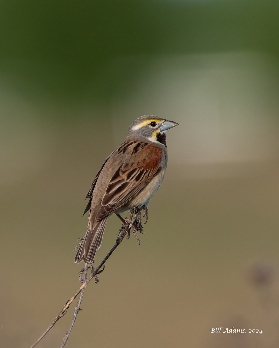 Dickcissel - Bill Adams