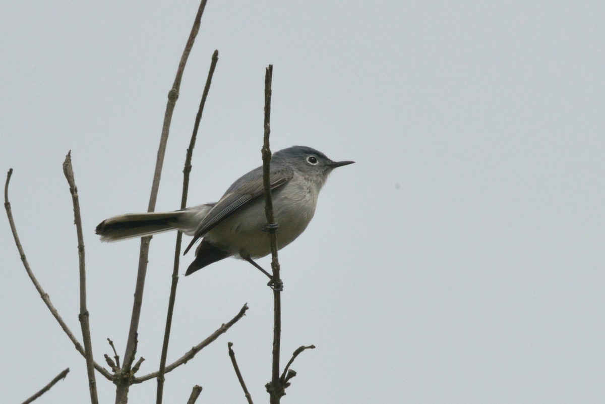 Blue-gray Gnatcatcher - ML618815038