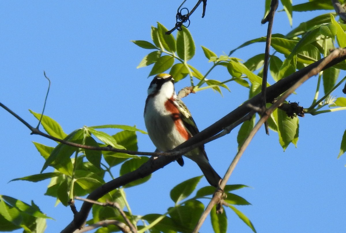 Chestnut-sided Warbler - Lois Brunet