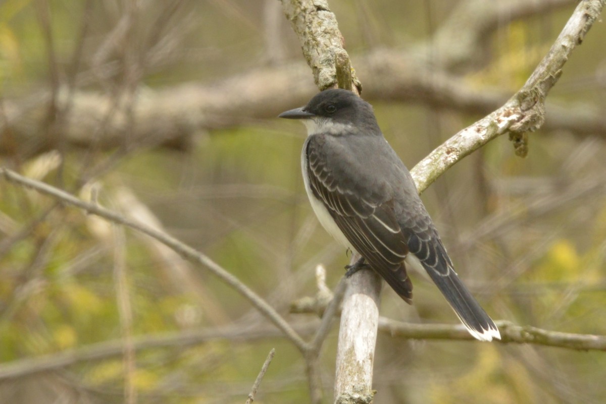 Eastern Kingbird - James Kamstra