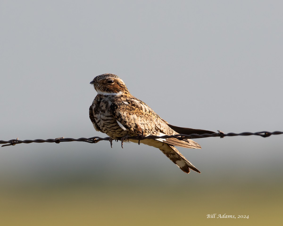 Common Nighthawk - ML618815057