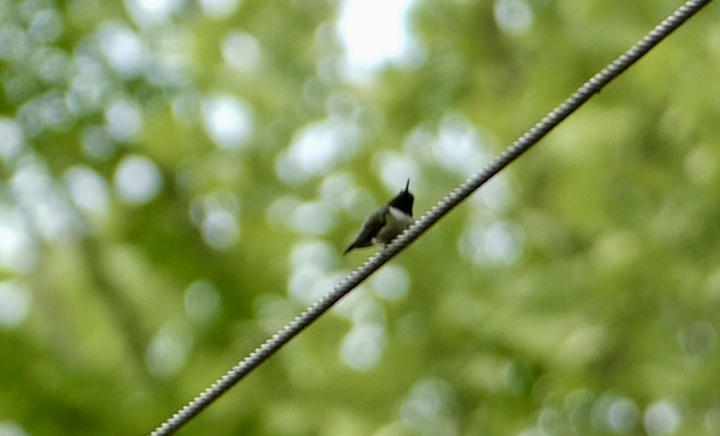 Yakut Boğazlı Kolibri - ML618815066