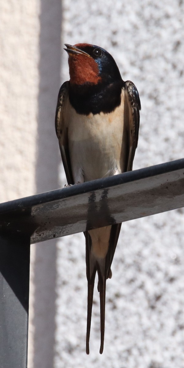 Barn Swallow - Edmund Bell