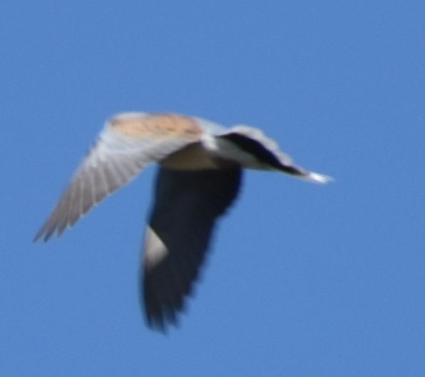 European Turtle-Dove - Sally Anderson