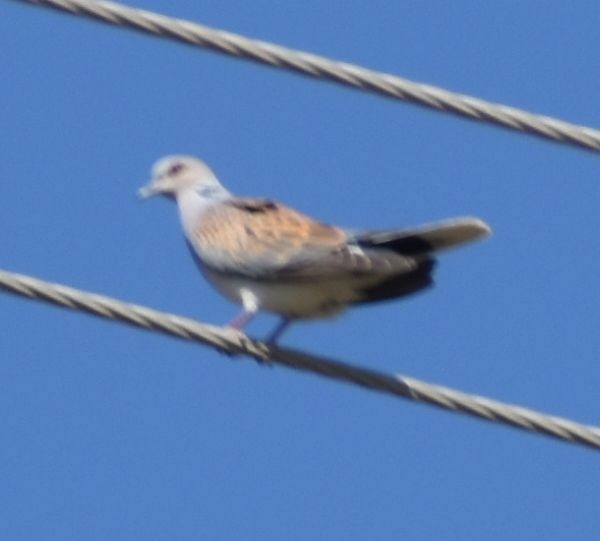 European Turtle-Dove - Sally Anderson