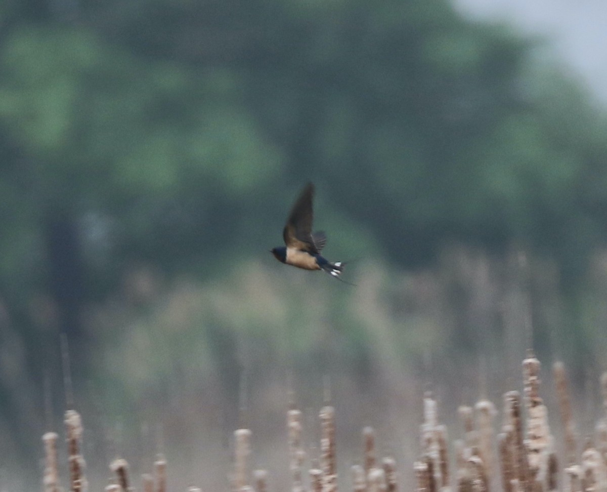 Barn Swallow - Andrew Vallely