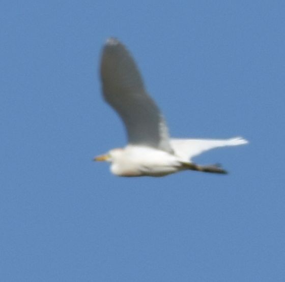 Western Cattle Egret - Sally Anderson