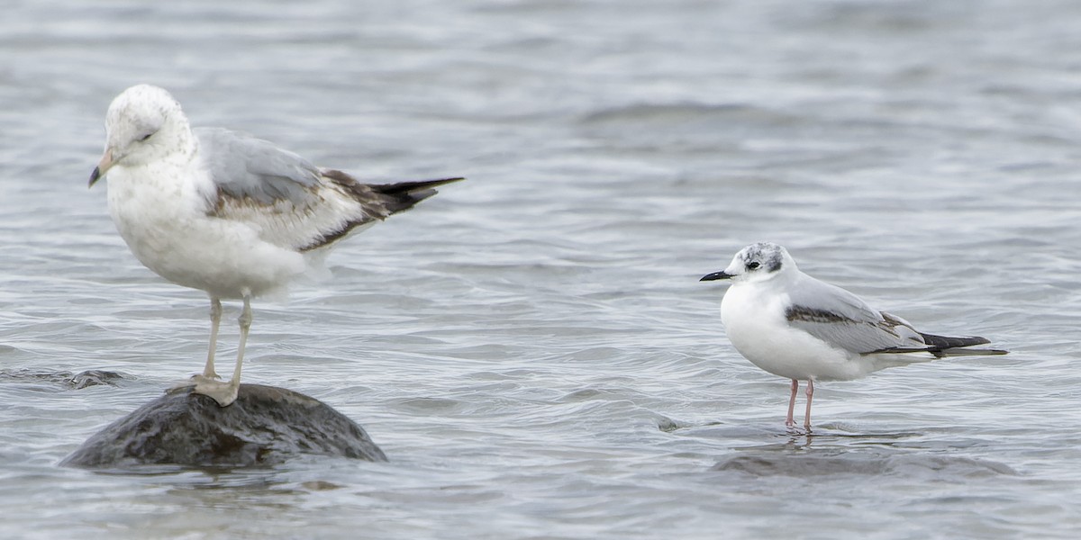 Bonaparte's Gull - Roy Chatburn