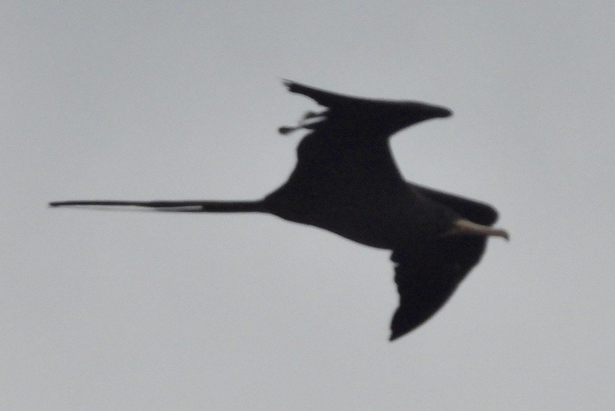 Magnificent Frigatebird - pamela graber