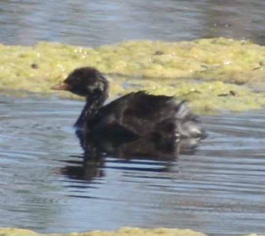 Little Grebe - Sally Anderson