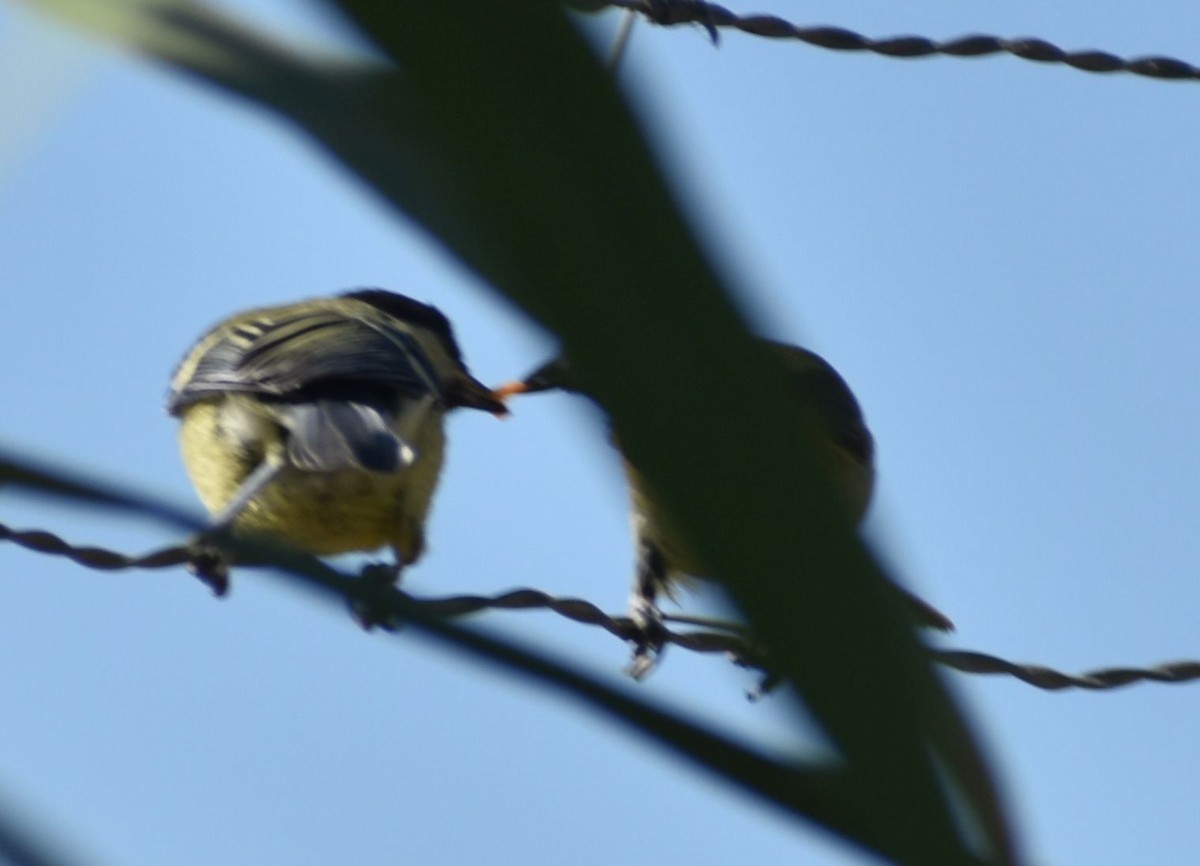 Great Tit - Sally Anderson