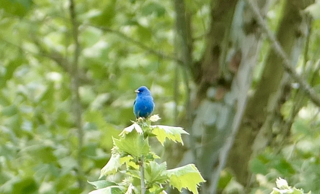 Indigo Bunting - Robert Pritt