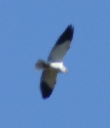 Black-winged Kite - Sally Anderson