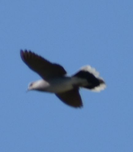 European Turtle-Dove - Sally Anderson