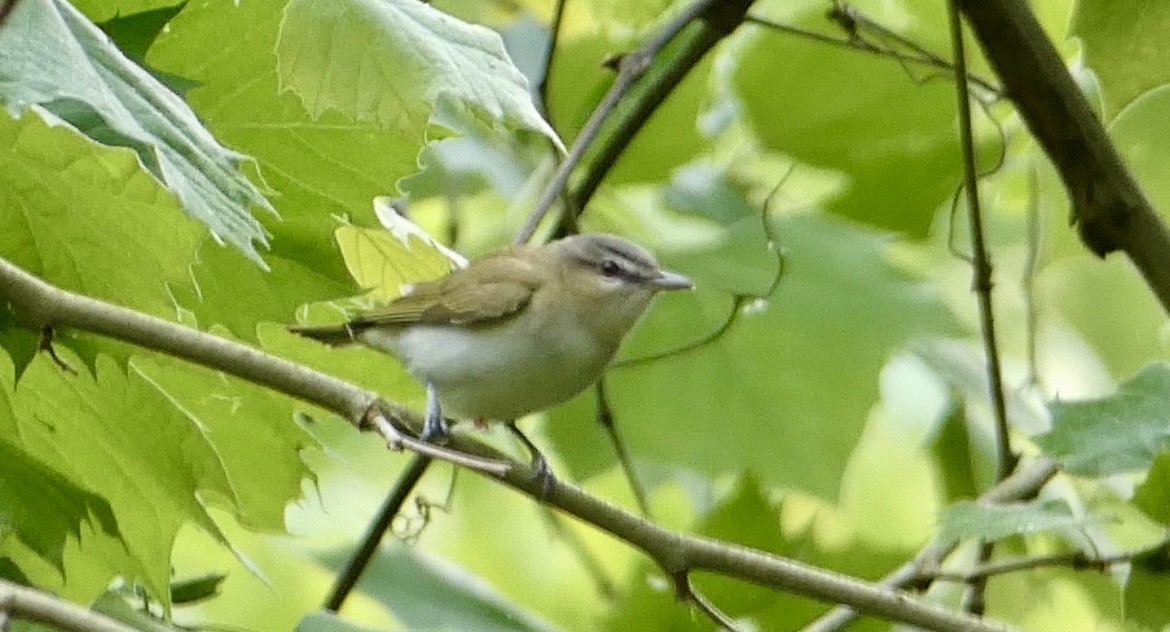 Kızıl Gözlü Vireo - ML618815136