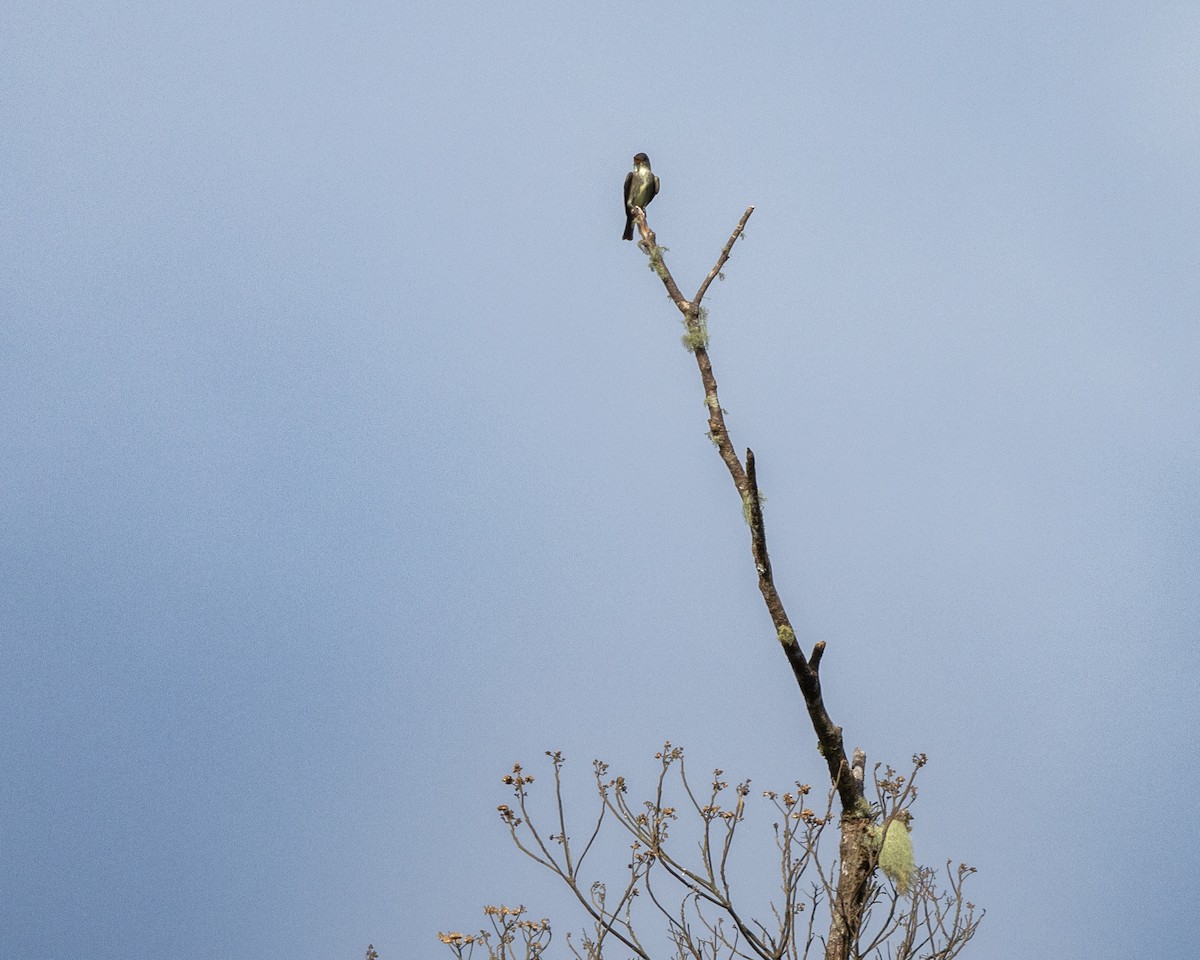 Olive-sided Flycatcher - Susan Brickner-Wren