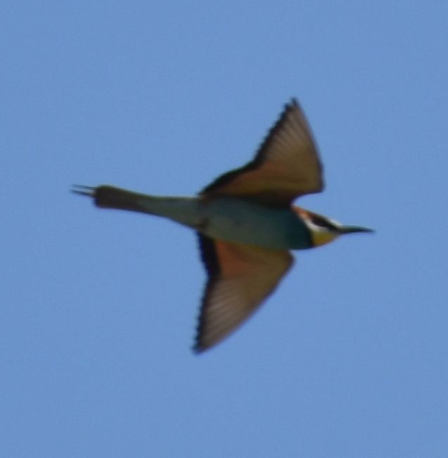 European Bee-eater - Sally Anderson