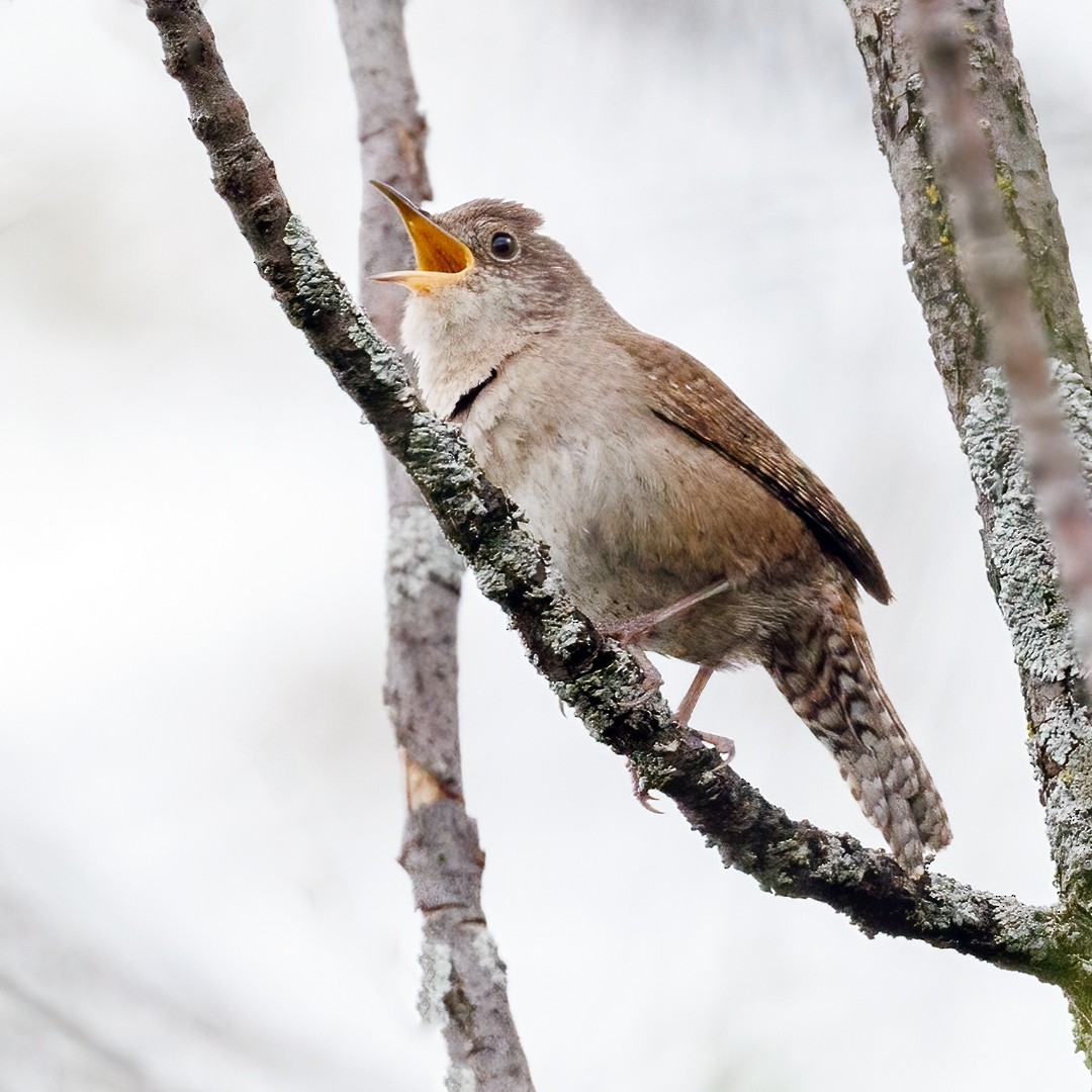 House Wren - Michel Laquerre