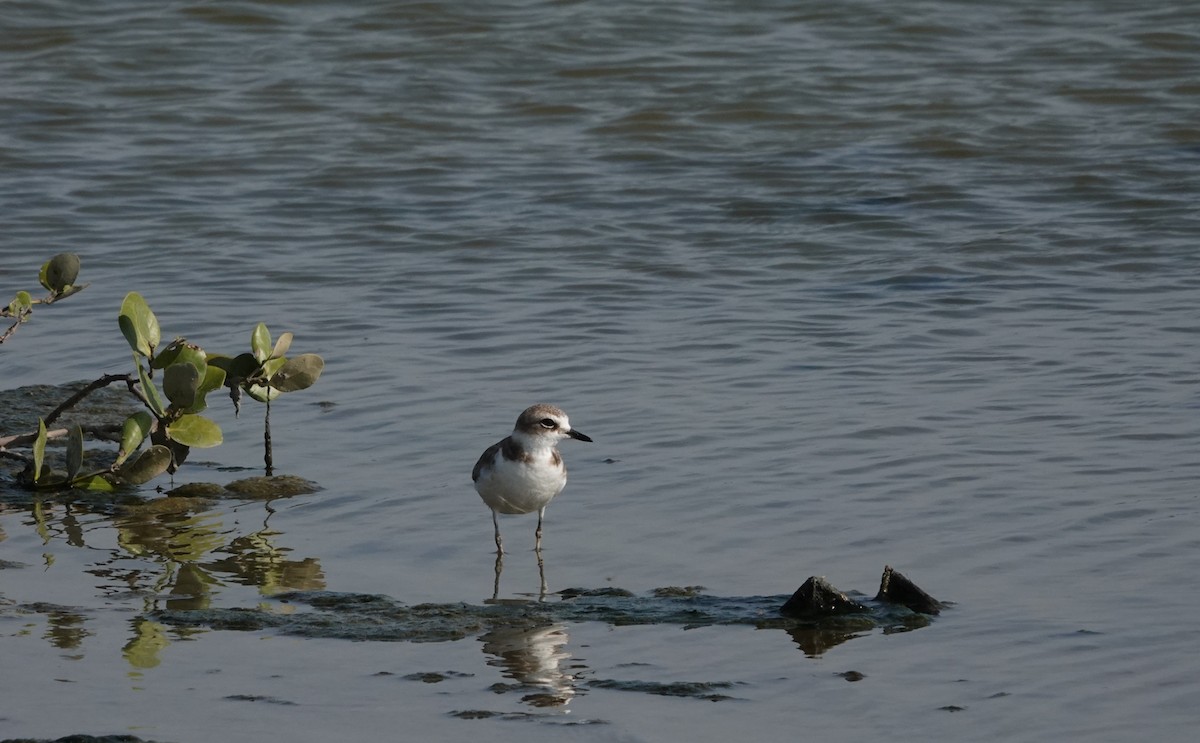 Kentish Plover - Chao-Ju Su