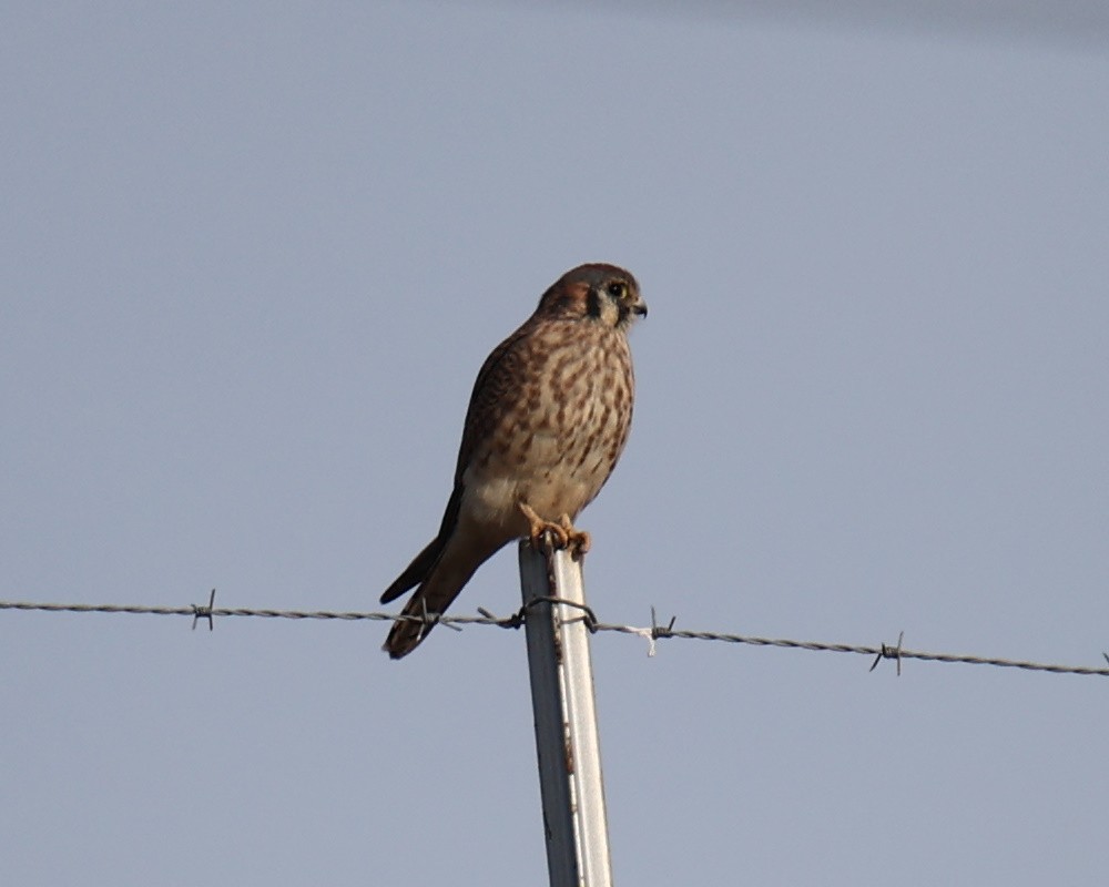 American Kestrel - Linda Dalton