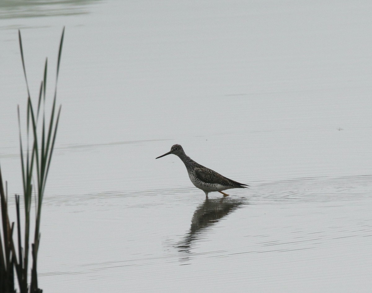 Greater Yellowlegs - Andrew Vallely