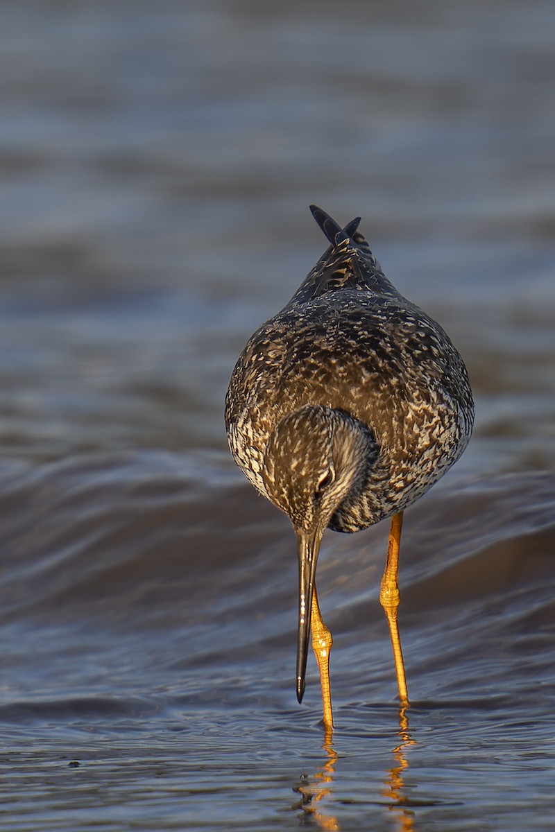 Greater Yellowlegs - ML618815176