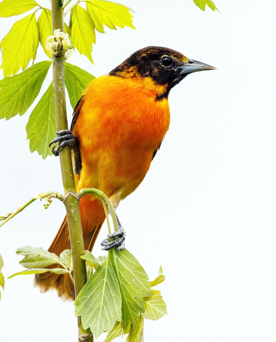 Baltimore Oriole - Michel Laquerre