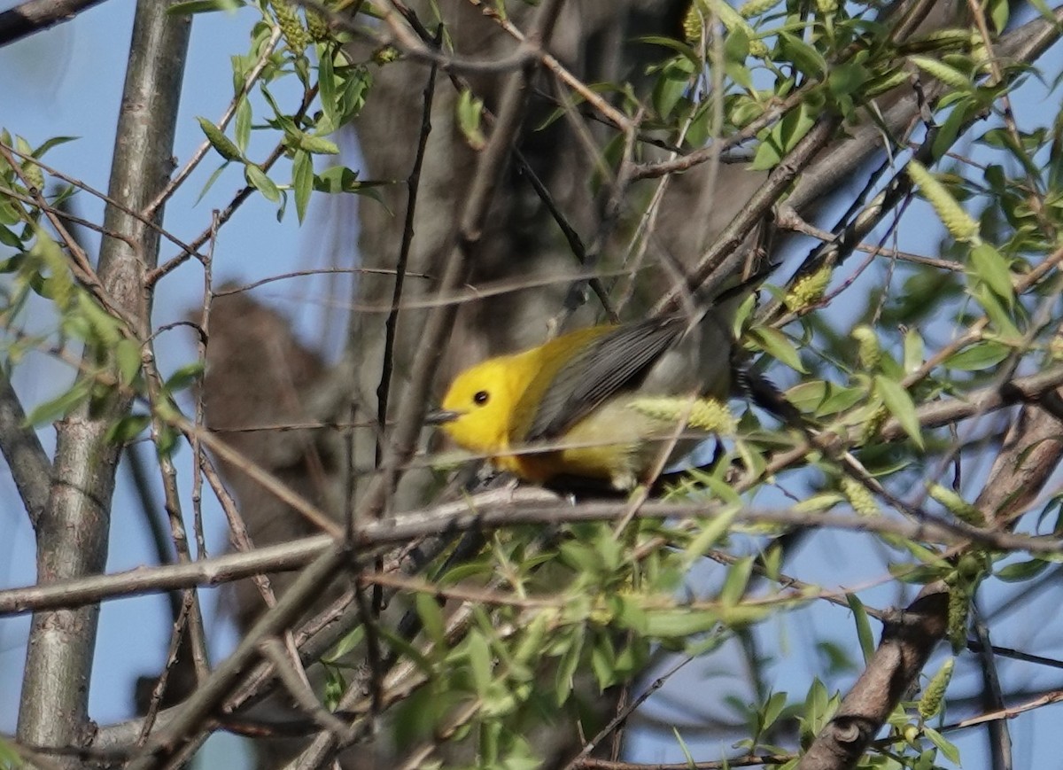 Prothonotary Warbler - ML618815196
