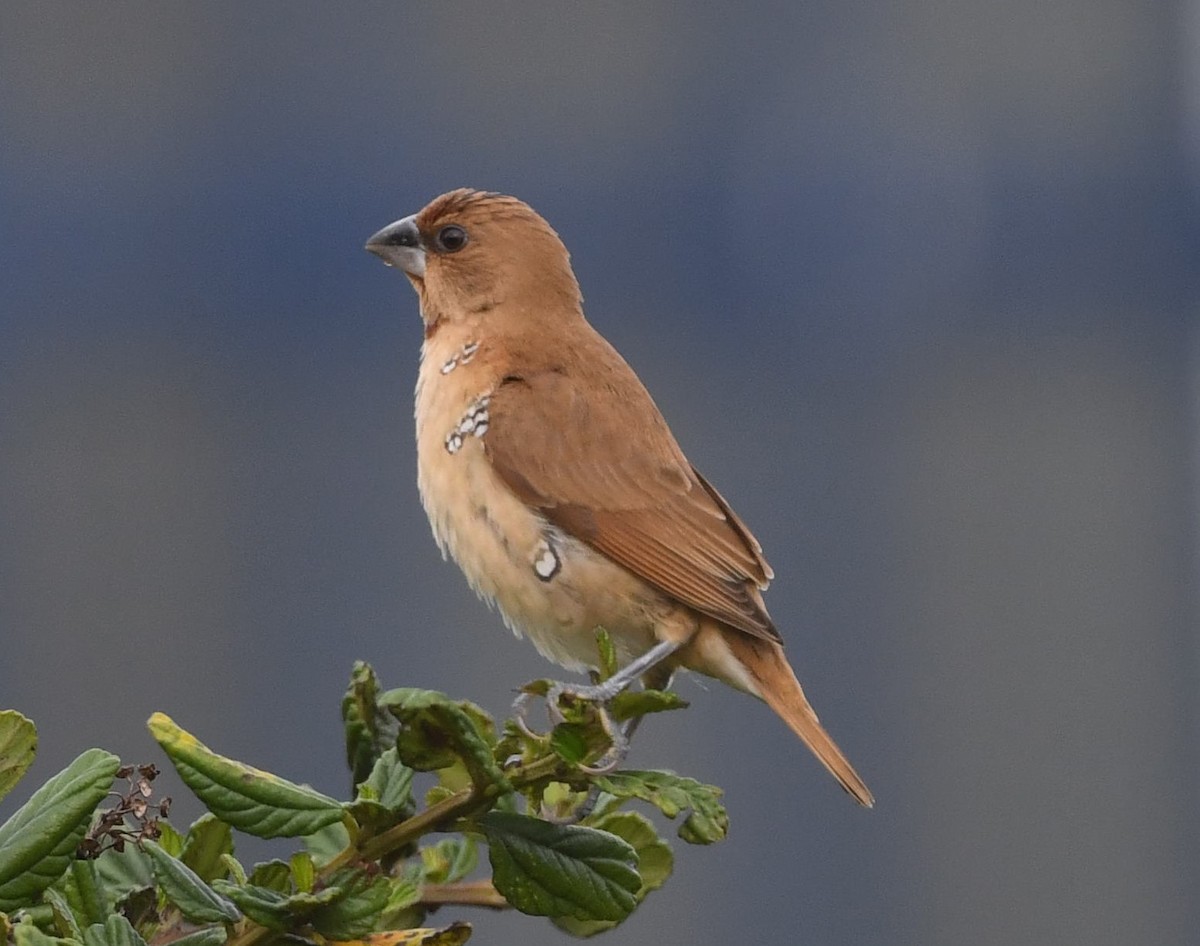 Scaly-breasted Munia - ML618815199