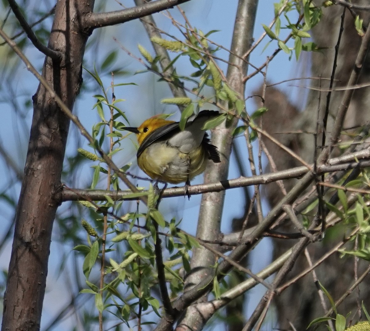 Prothonotary Warbler - ML618815206