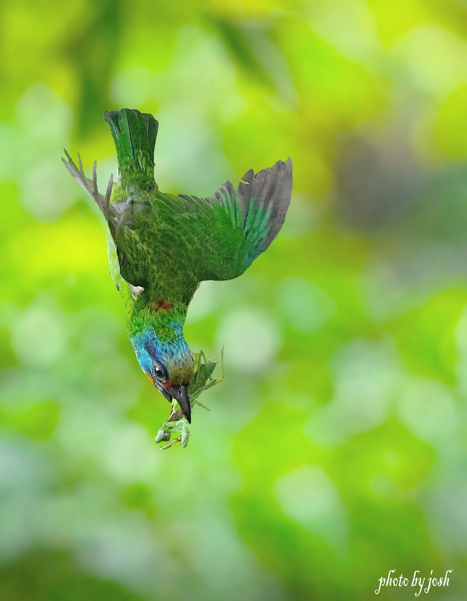 Taiwan Barbet - 致綱 崔