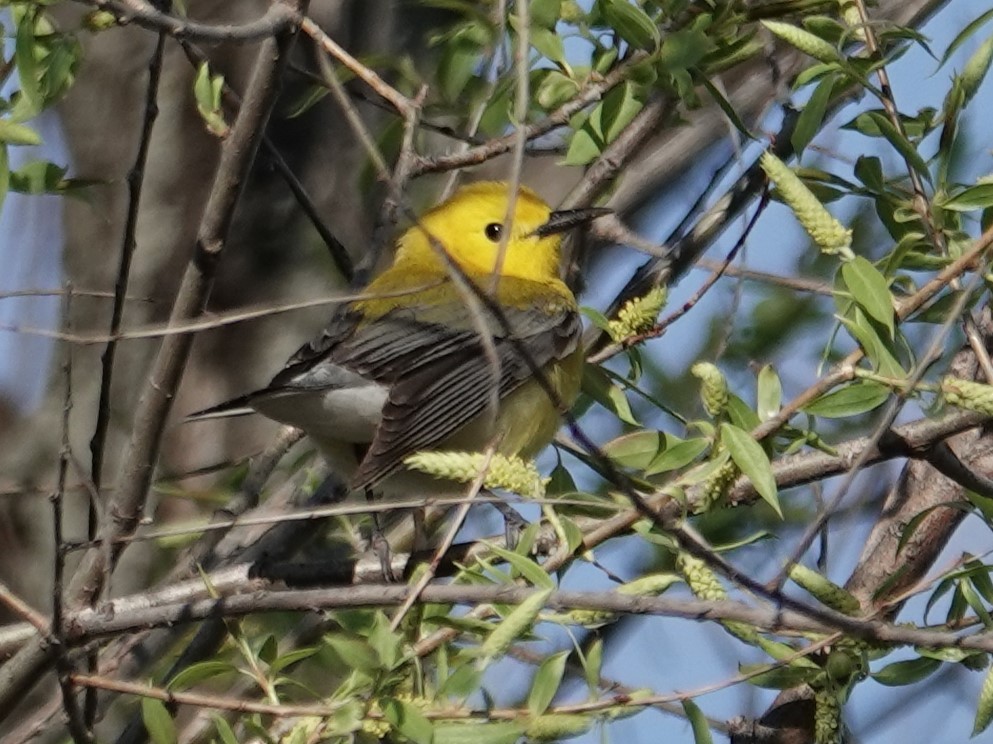 Prothonotary Warbler - ML618815211