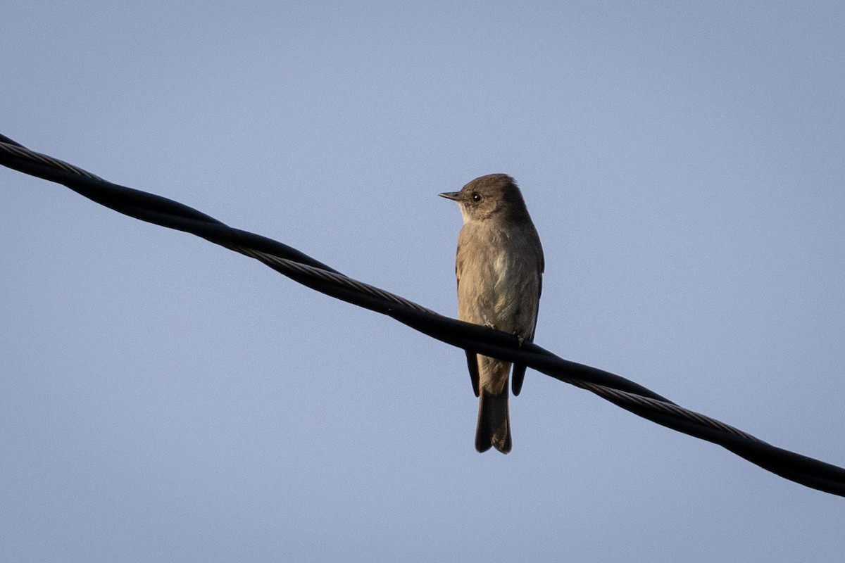 Western Wood-Pewee - Susan Brickner-Wren