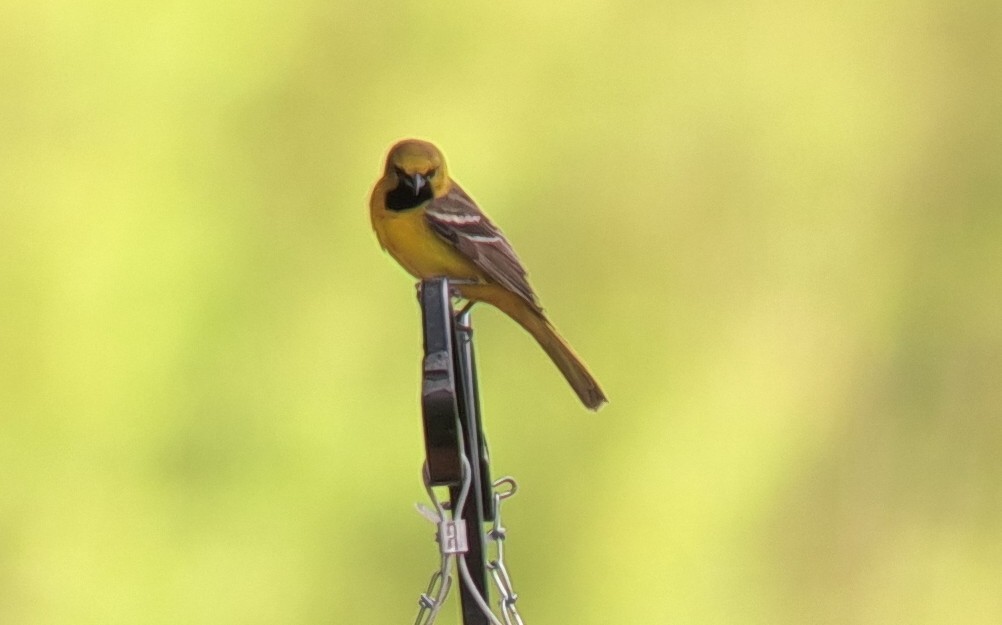 Orchard Oriole - Sam Plew