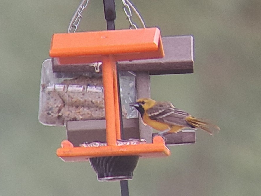 Orchard Oriole - Sam Plew