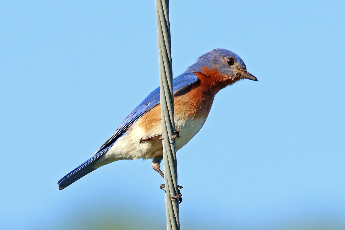 Eastern Bluebird - Colin Sumrall