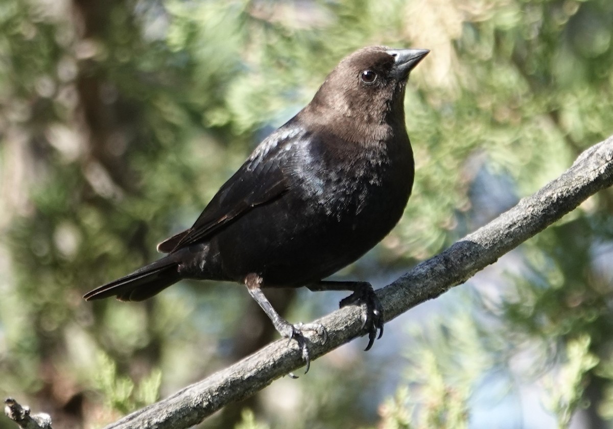 Brown-headed Cowbird - ML618815234