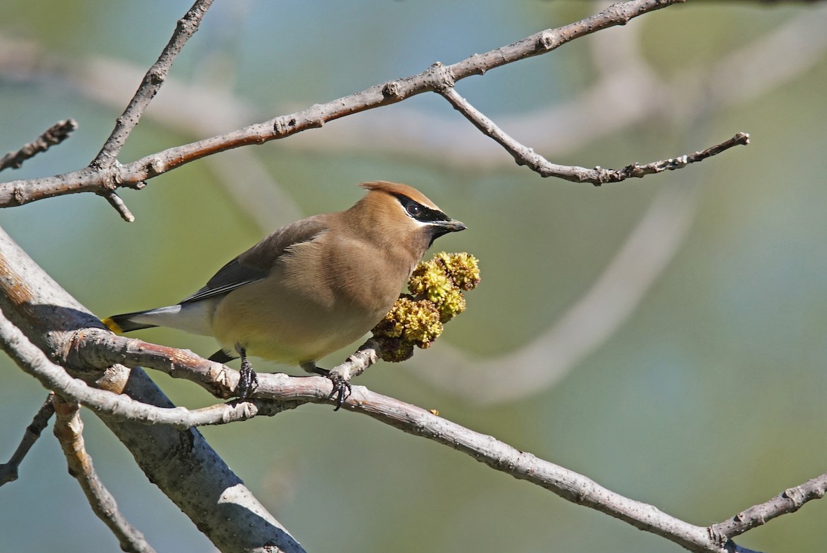 Cedar Waxwing - Doris Guimond et Claude Gagnon