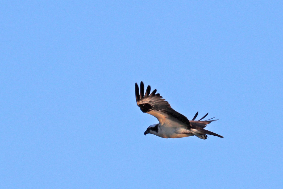 Águila Pescadora - ML618815244