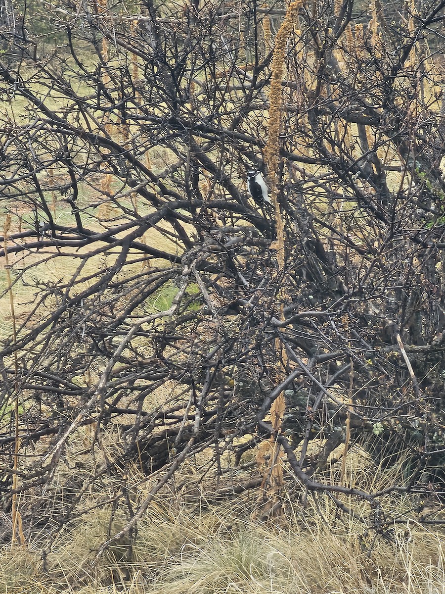 Hairy Woodpecker - Alessandra Bullis