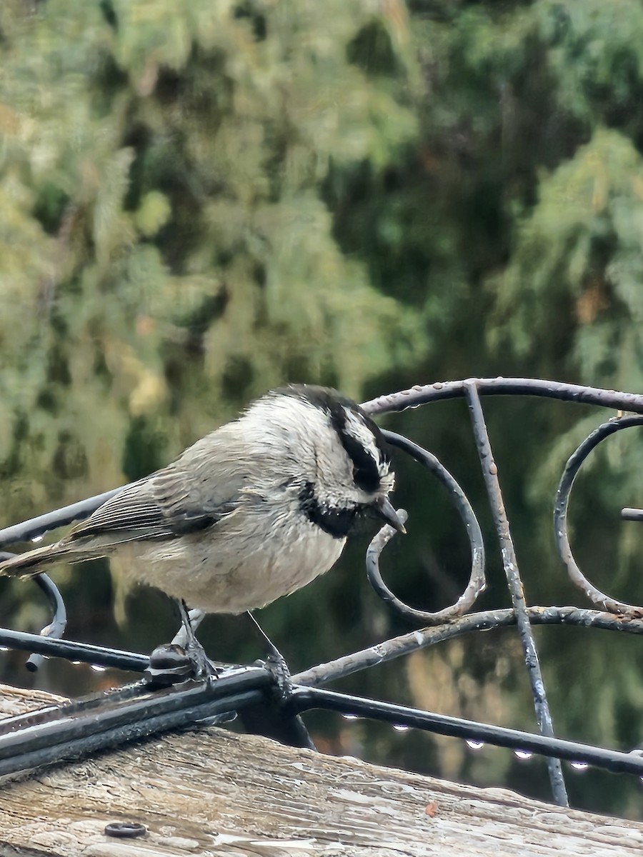 Mountain Chickadee - Alessandra Bullis