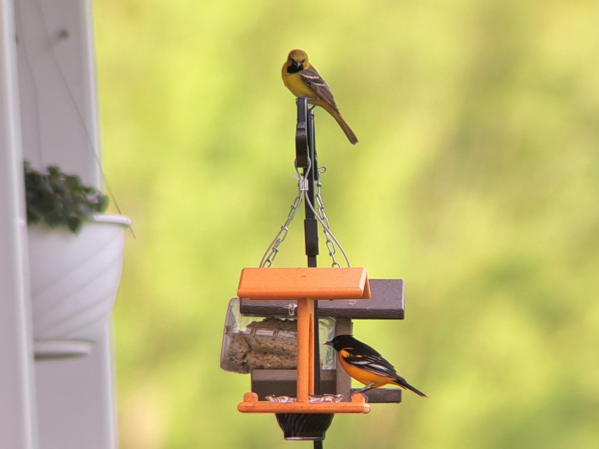 Baltimore Oriole - Sam Plew