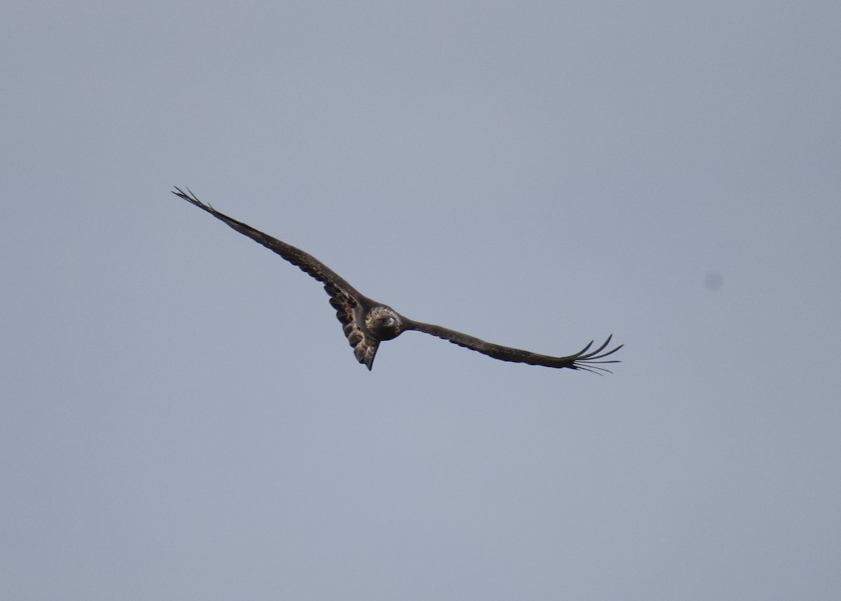 Golden Eagle - Linda Dalton