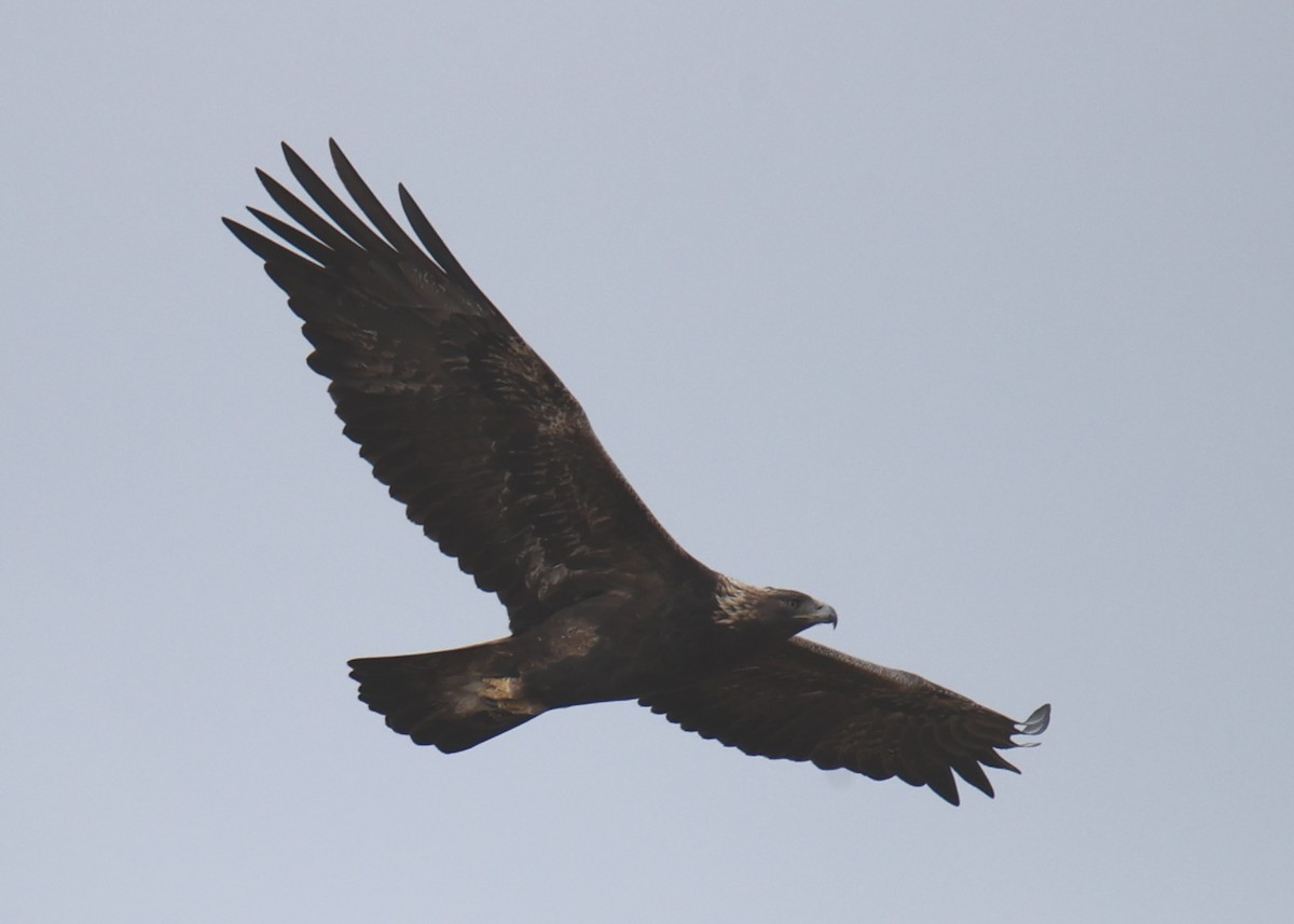 Golden Eagle - Linda Dalton