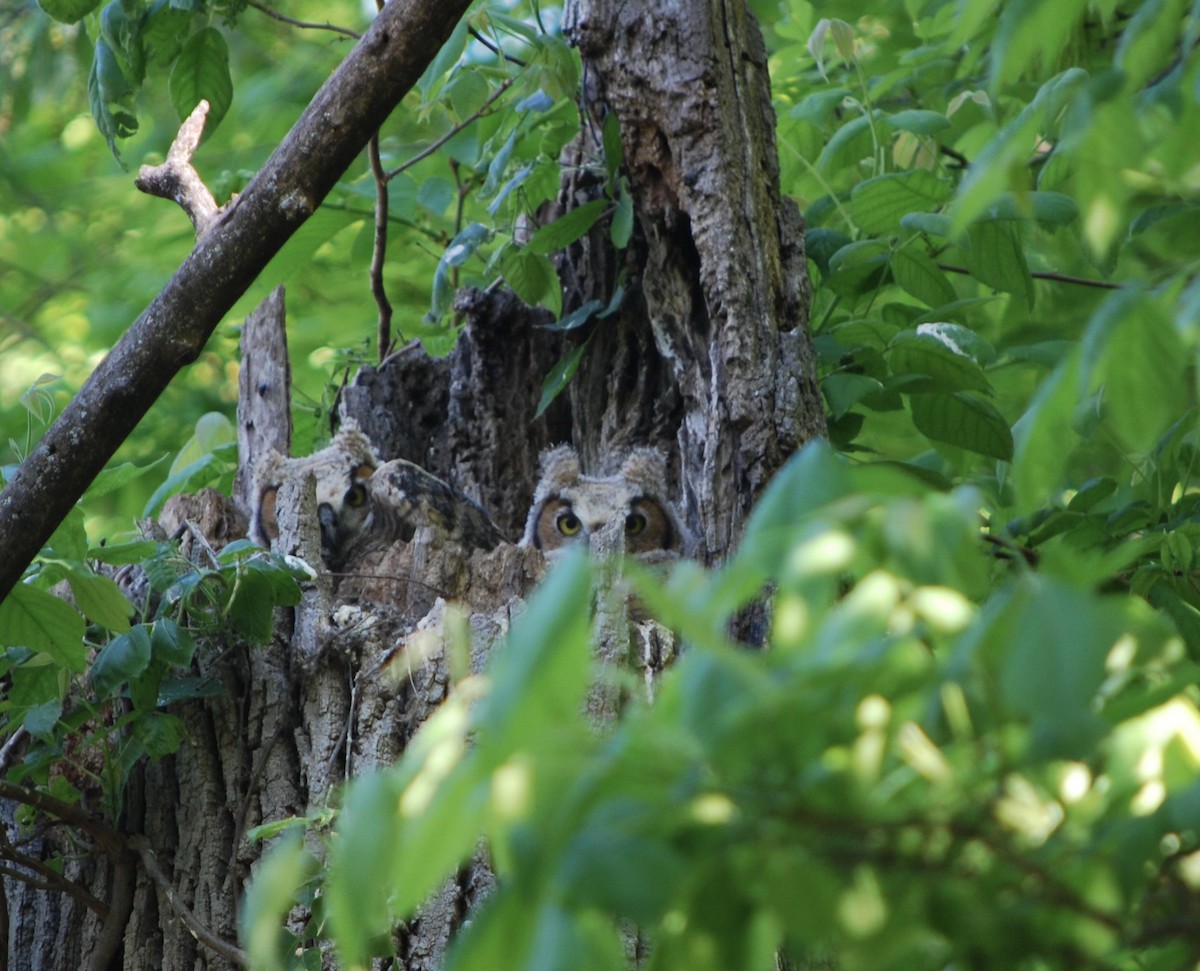 Great Horned Owl - ML618815260