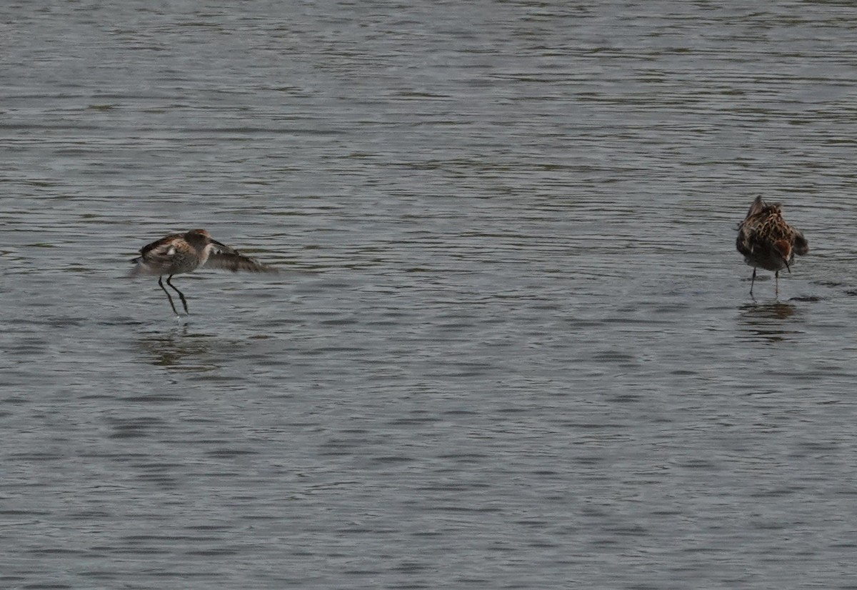 Sharp-tailed Sandpiper - Chao-Ju Su