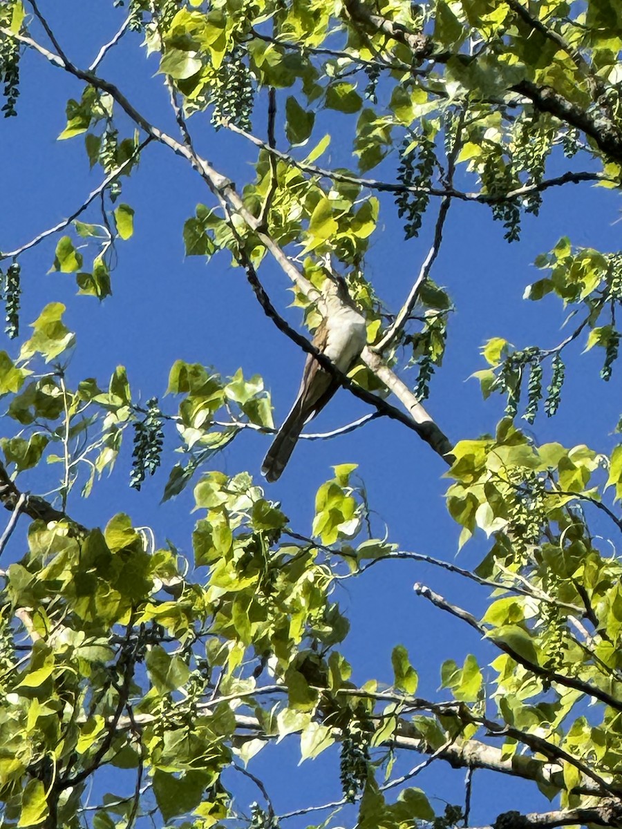 Black-billed Cuckoo - Scott Olson