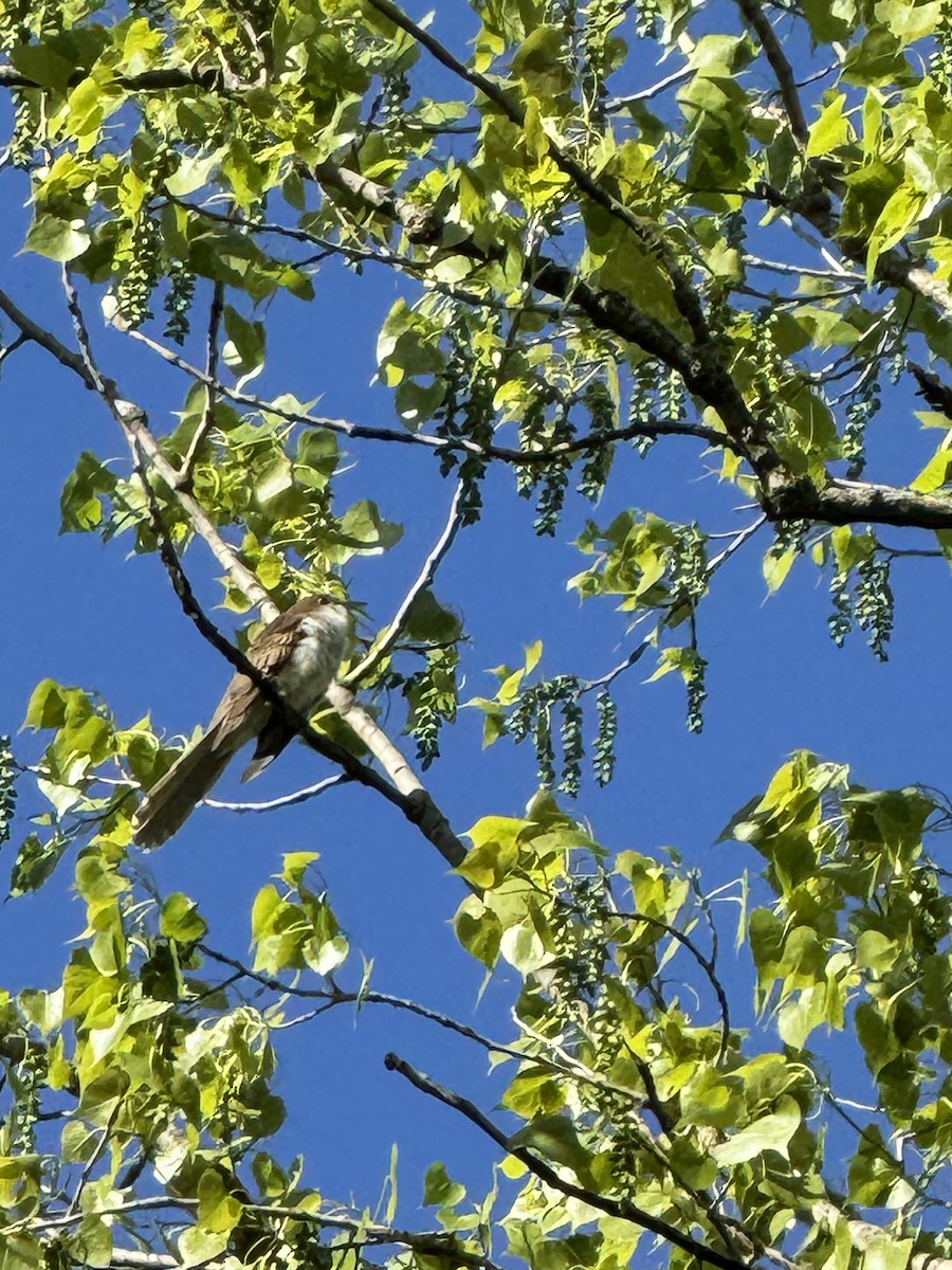 Black-billed Cuckoo - Scott Olson