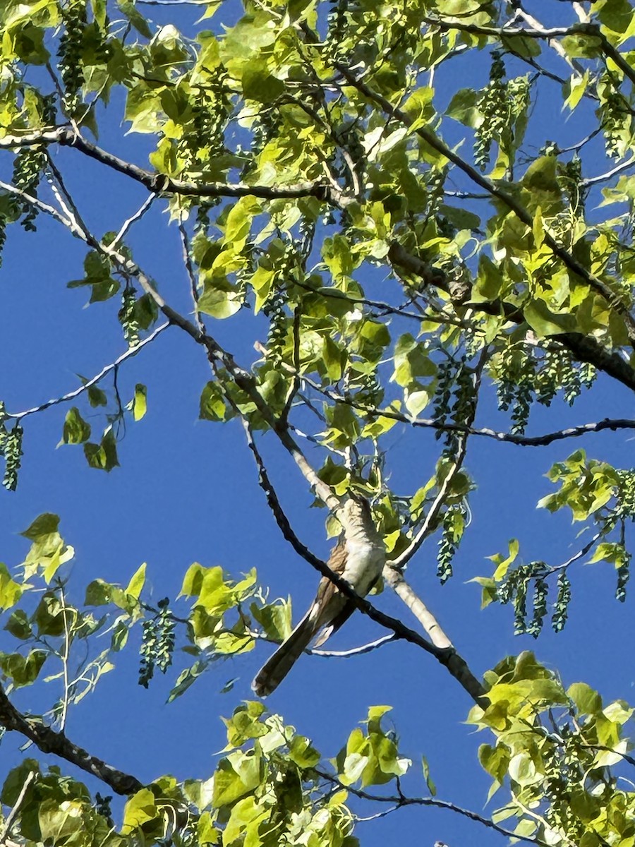 Black-billed Cuckoo - Scott Olson