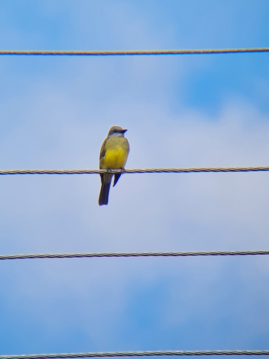 Tropical Kingbird - Filipe Bernardi